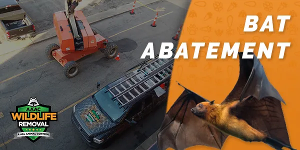 Bat Abatement