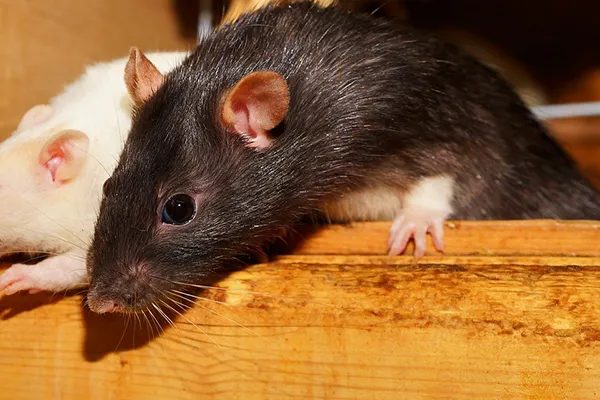 How Big Can Rats Grow?