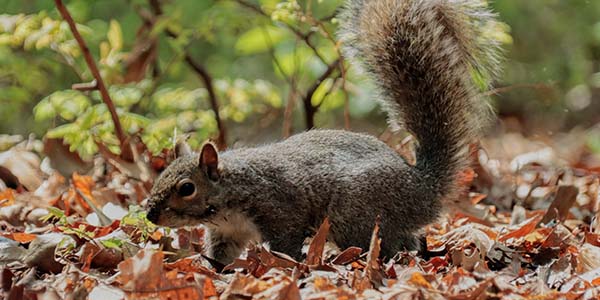 squirrel roaming along forest floor