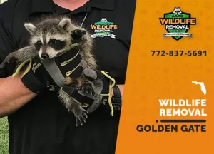 Golden Gate Wildlife Removal professional removing pest animal