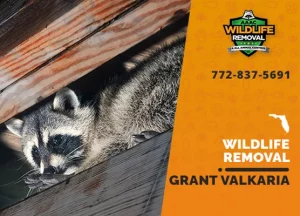 Grant Valkaria Wildlife Removal professional removing pest animal