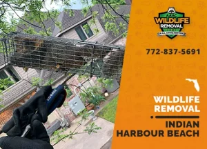 Indian Harbour Beach Wildlife Removal professional removing pest animal