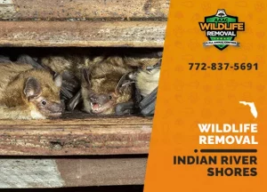 Indian River Shores Wildlife Removal professional removing pest animal