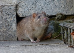 Melbourne Beach Wildlife Removal professional removing pest animal