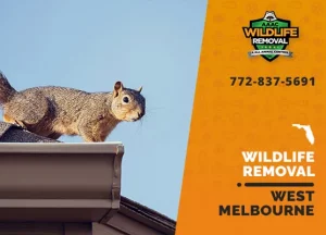 Melbourne Wildlife Removal professional removing pest animal