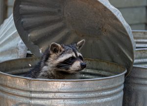 Merritt Island Wildlife Removal professional removing pest animal