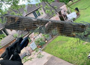 Micco Wildlife Removal professional removing pest animal