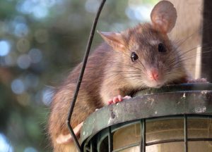 Palm Shores Wildlife Removal professional removing pest animal