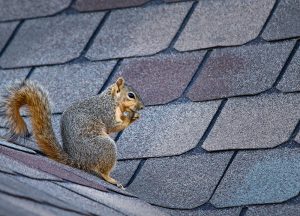 Saint Lucie Wildlife Removal professional removing pest animal