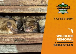 Sebastian Wildlife Removal professional removing pest animal