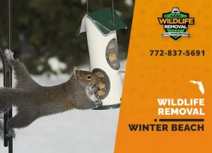 Winter Beach Wildlife Removal professional removing pest animal