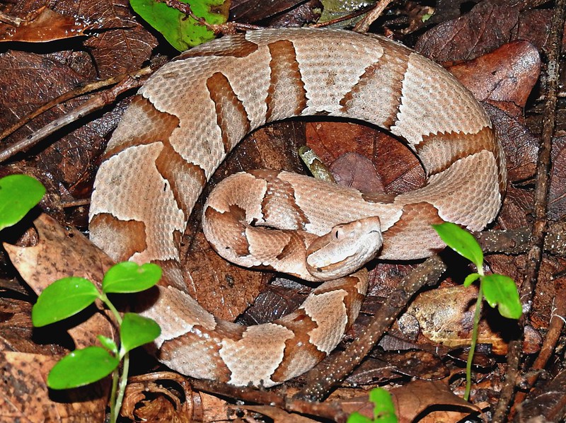 Do Copperhead Snakes Swim?