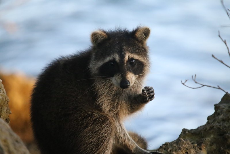 image of a raccoon