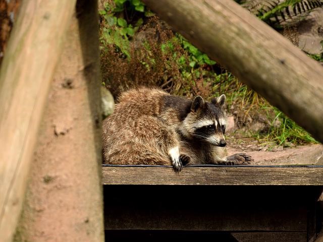 Distemper Spike In Raccoons Could Put Dogs In Danger