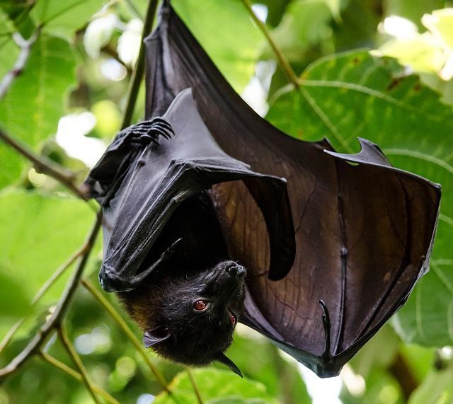 image of a bat