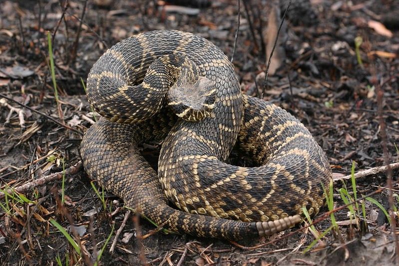 Martin County Animal Control Officers Remove a Diamondback Rattlesnake From The Resident’s Front Door