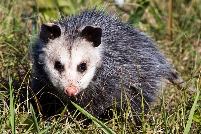 image of a opossum