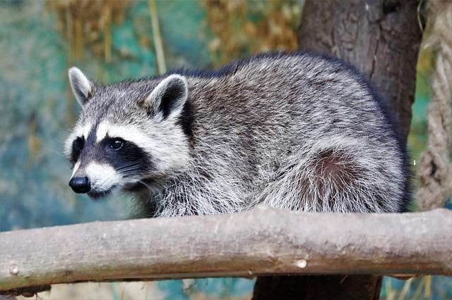 Rabies Alert Issued After Raccoon Attacks 2 Dogs