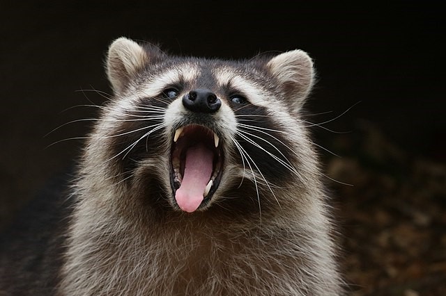 image of a raccoon