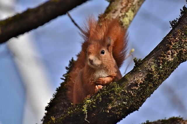 image of a squirrel