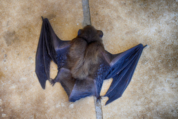 image of a bat