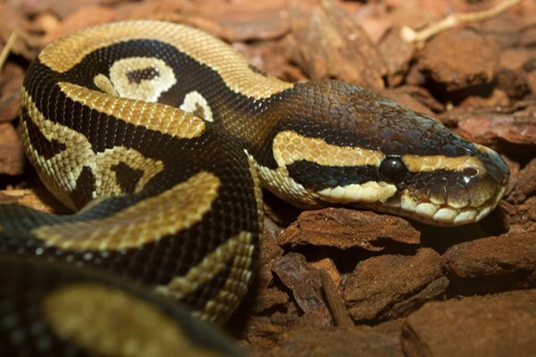 image of a python