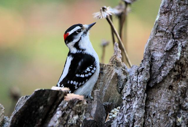 What Does A Woodpecker Hole Look Like?