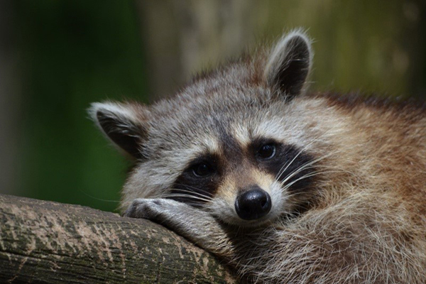 What do raccoons look like?